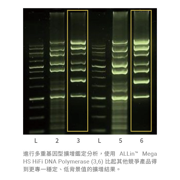 ALLin™ Mega HS HiFi DNA Polymerase, 2 u/µl