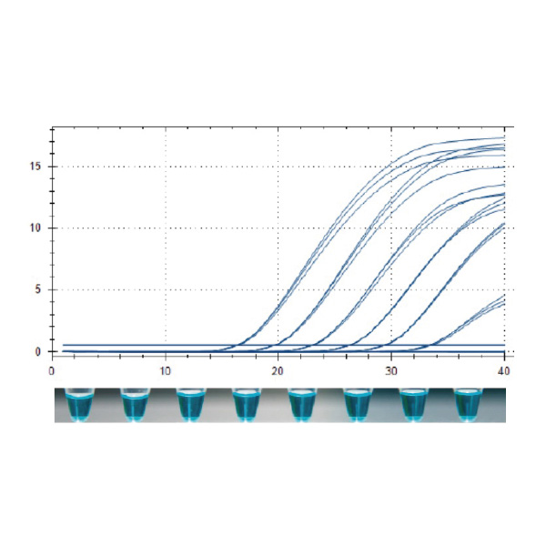 ORA™ SEE qPCR Green ROX L Mix , 2X