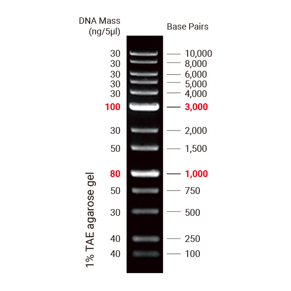 DNA Ladder 1Kbp