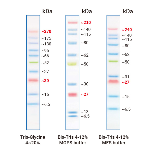 BunBan® Prestained Protein Ladder 