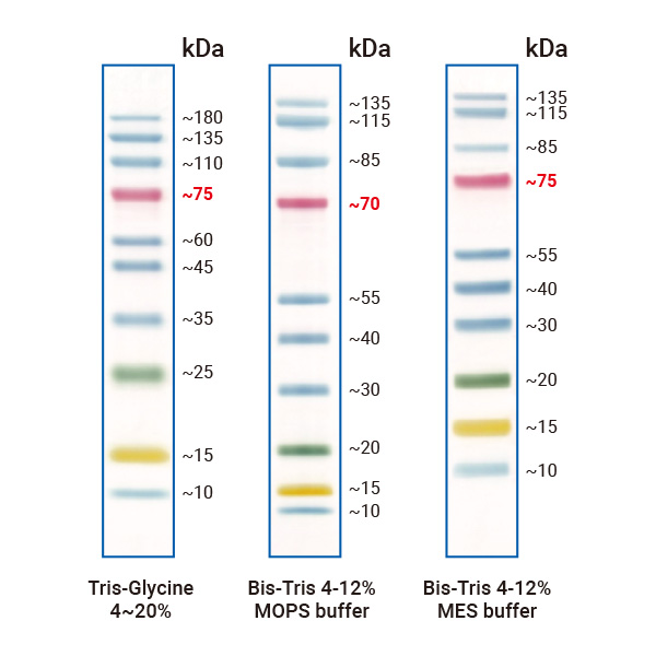 BunBan® 266 Prestained Protein Ladder