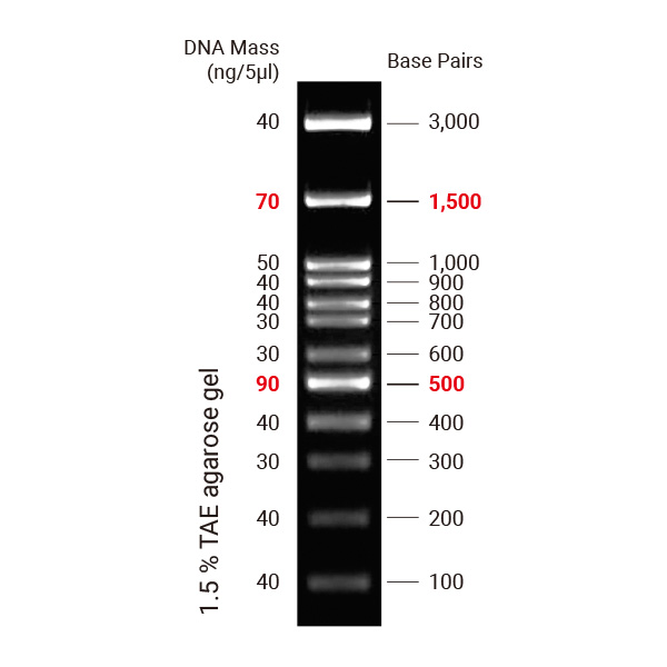 DNA Ladder 100bp
