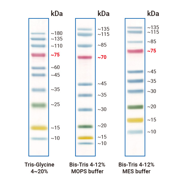 BunBan® 266 Prestained Protein Ladder
